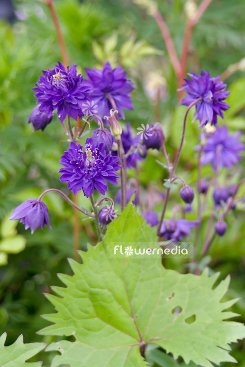 Aquilegia vulgaris var. stellata 'Blue Barlow' - Double-flowered columbine (102501)