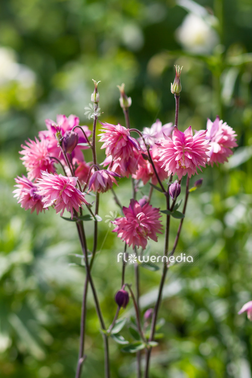 Aquilegia vulgaris var. stellata 'Pink Barlow' - Double-flowered columbine (112499)