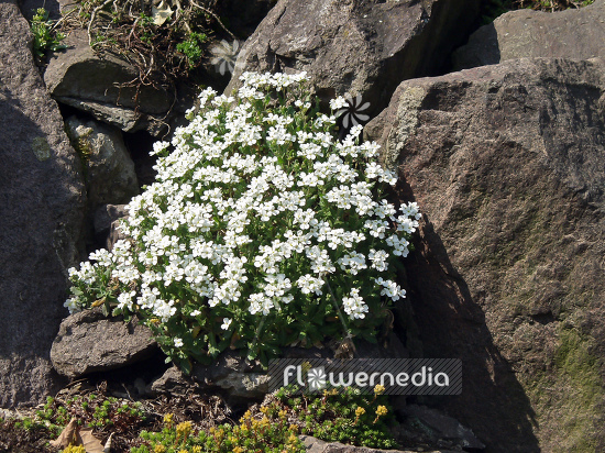Arabis caucasica 'Schneeball' - Garden arabis (100295)