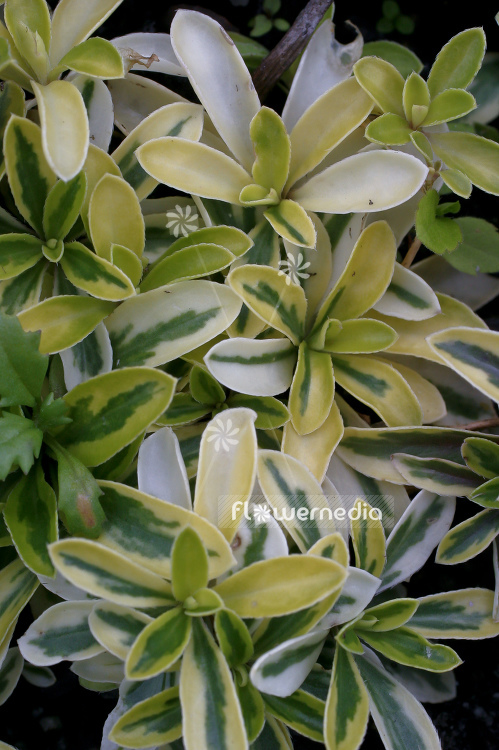 Arabis ferdinandi-coburgi 'Old Gold' - Garden arabis (100296)