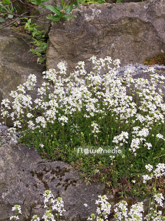 Arabis procurrens - Spreading rock cress (100297)
