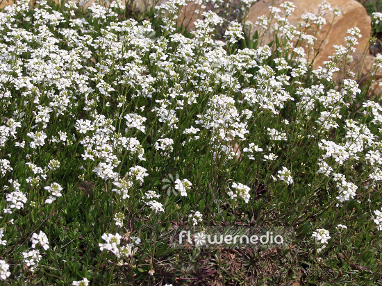 Arabis procurrens - Spreading rock cress (100298)