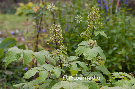 Aralia racemosa - American spikenard (102508)