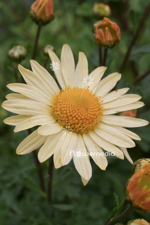 Arctanthemum arcticum 'Schwefelglanz' - Yellow-flowered arctic daisy (100302)