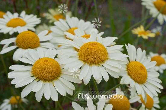 Arctanthemum arcticum 'Schwefelglanz' - Yellow-flowered arctic daisy (100303)