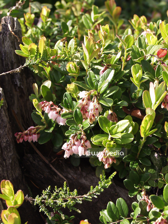 Arctostaphylos uva-ursi - Bearberry (100304)