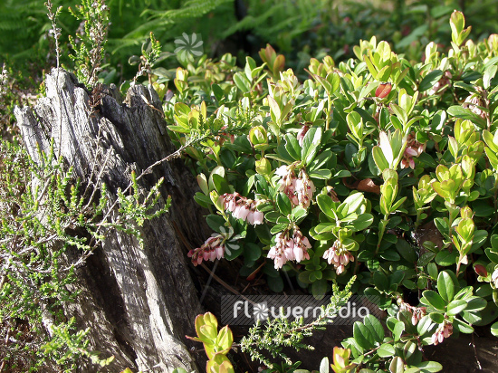 Arctostaphylos uva-ursi - Bearberry (100307)