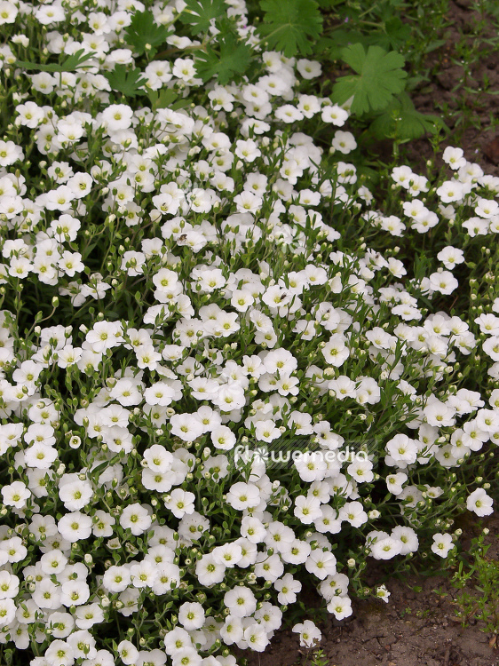 Arenaria montana - Mountain sandwort (100308)
