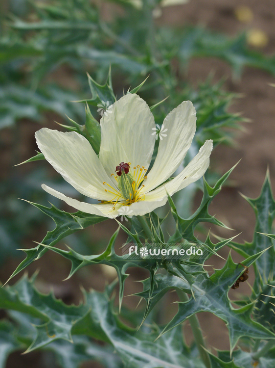 Argemone ochroleuca - Prickly poppy (100309)