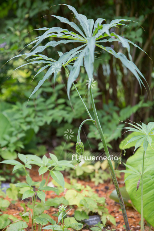 Arisaema ciliatum - Dragon root (106549)