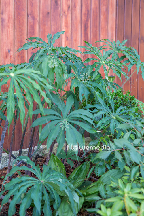 Arisaema ciliatum - Dragon root (106550)