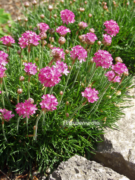 Armeria maritima - Thrift (100318)