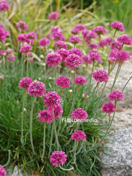 Armeria maritima - Thrift (100319)