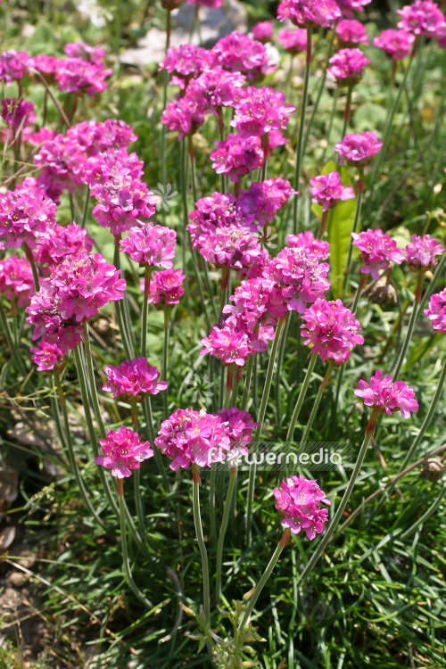 Armeria maritima - Thrift (102520)