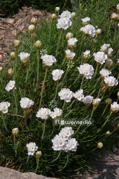 Armeria maritima 'Alba' - Thrift (102521)