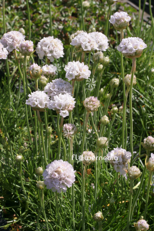 Armeria maritima 'Alba' - Thrift (102522)