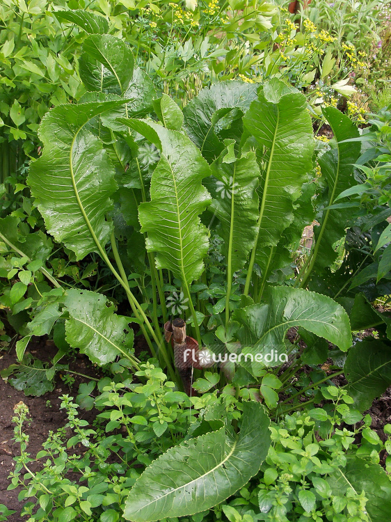 Armoracia rusticana - Horseradish (100321)