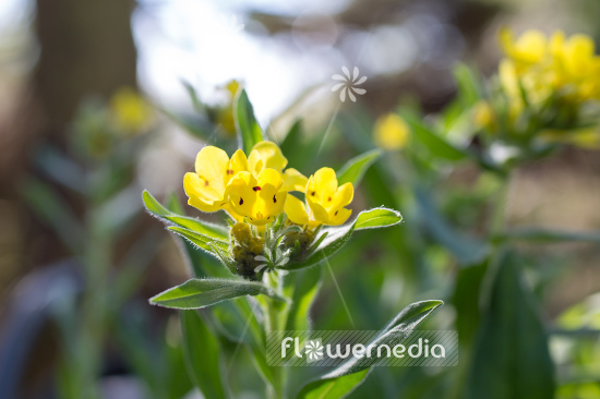 Arnebia pulchra - Flower of the prophet (105715)