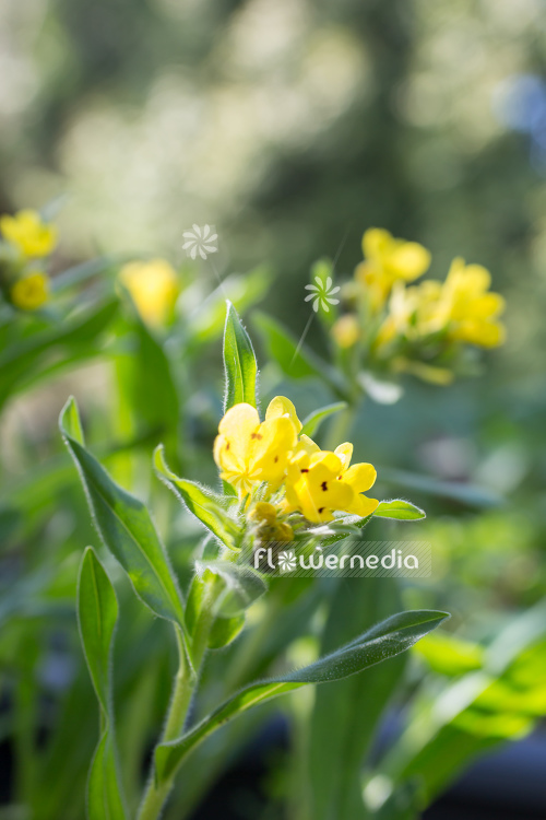 Arnebia pulchra - Flower of the prophet (105716)