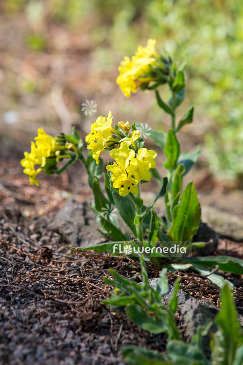 Arnebia pulchra - Flower of the prophet (105718)