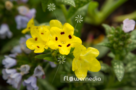 Arnebia pulchra - Flower of the prophet (105720)