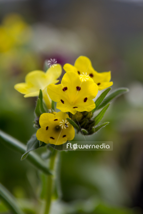 Arnebia pulchra - Flower of the prophet (105721)