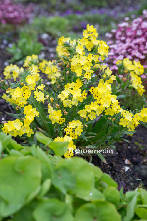 Arnebia pulchra - Flower of the prophet (105742)