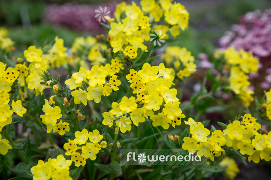 Arnebia pulchra - Flower of the prophet (105743)