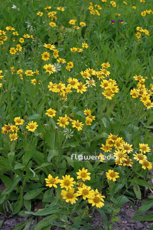 Arnica chamissonis - Leafy Leopard's Bane (102523)