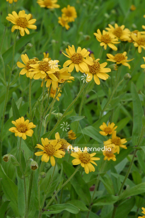 Arnica chamissonis - Leafy Leopard's Bane (102524)