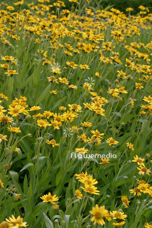 Arnica chamissonis - Leafy Leopard's Bane (102525)