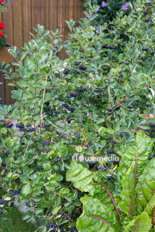 Aronia melanocarpa - Black chokeberry (112531)