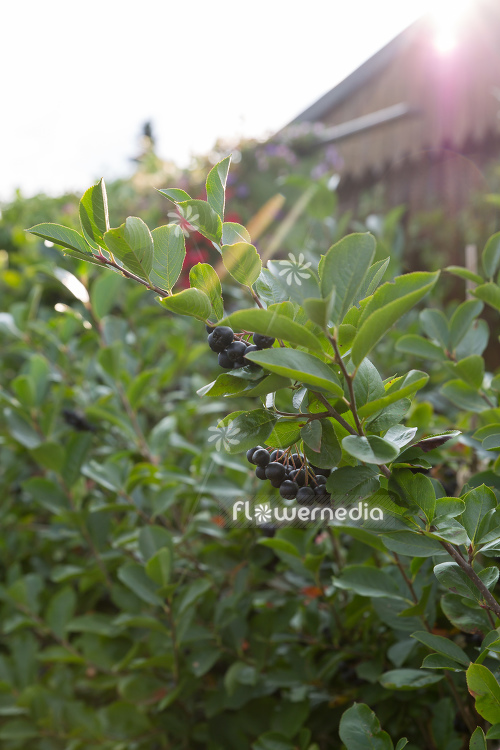 Aronia melanocarpa - Black chokeberry (112533)