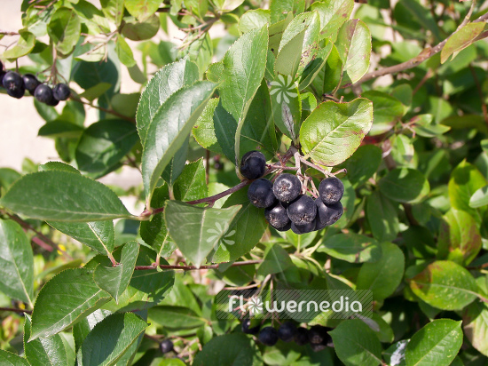 Aronia x prunifolia - Purple chokeberry (100323)