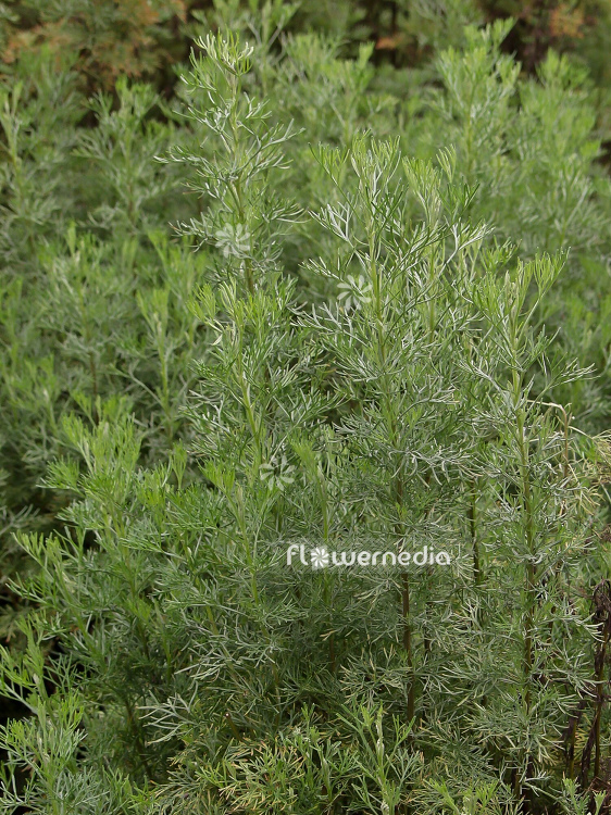 Artemisia abrotanum - Southernwood (100325)