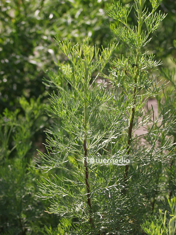 Artemisia abrotanum - Southernwood (100326)