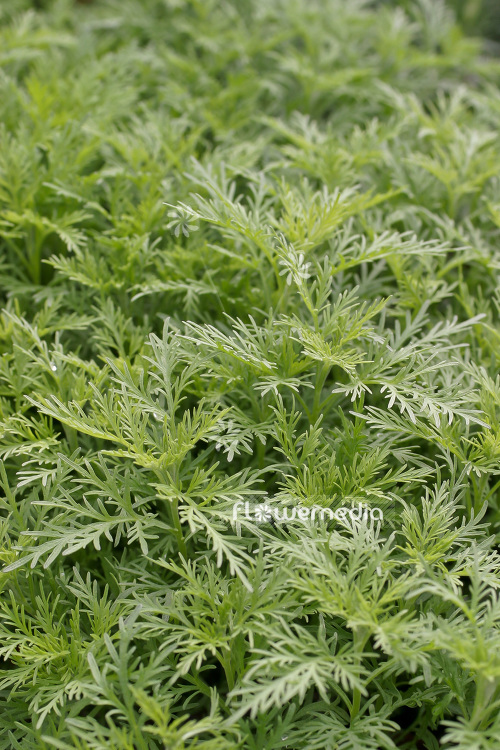 Artemisia abrotanum - Southernwood (102529)