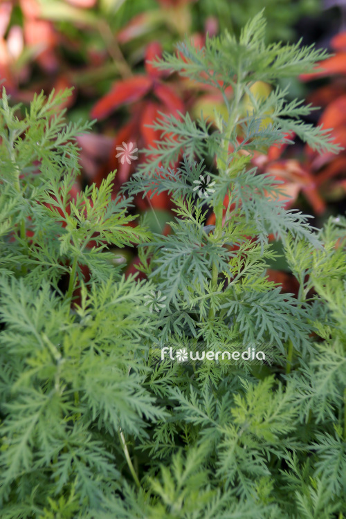 Artemisia abrotanum - Southernwood (102530)