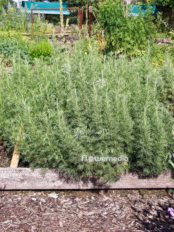 Artemisia abrotanum - Southernwood (112346)