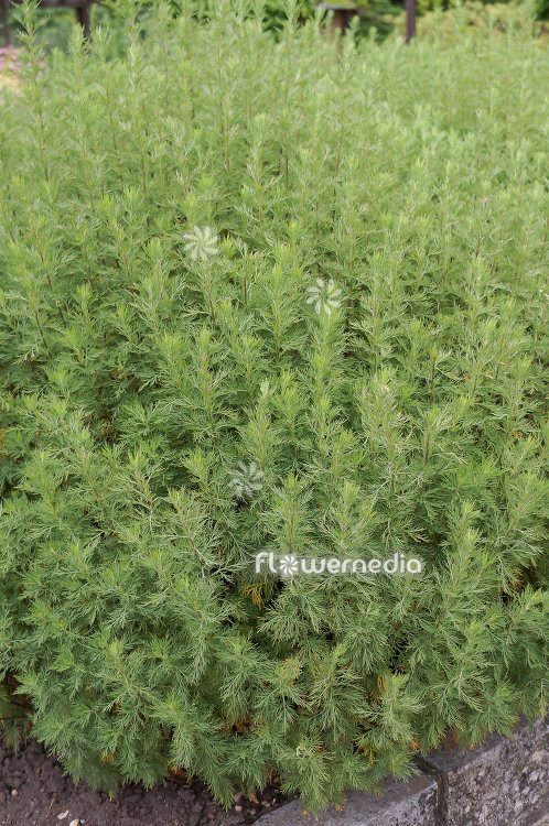 Artemisia abrotanum - Southernwood (112777)