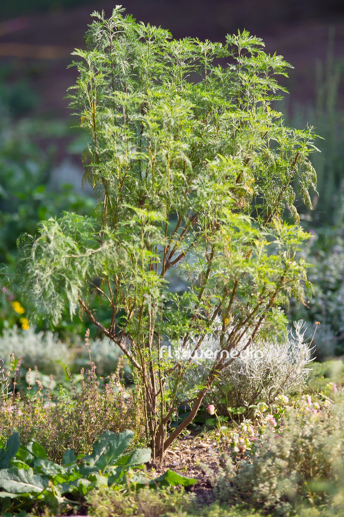 Artemisia abrotanum ssp. - Tree southernwood (102531)