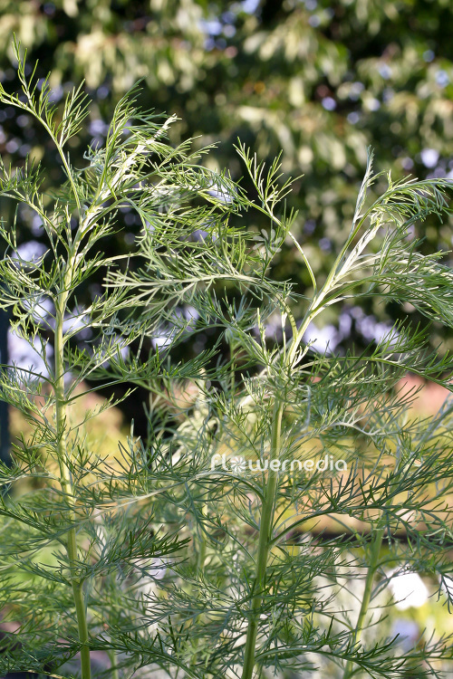 Artemisia abrotanum ssp. - Tree southernwood (102532)