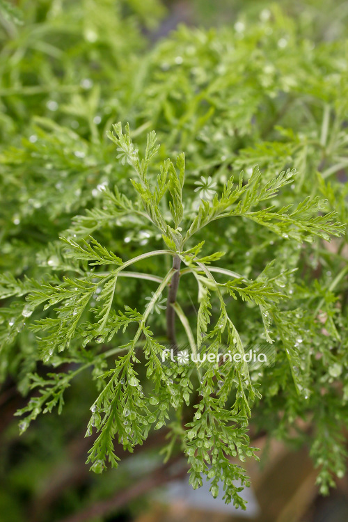 Artemisia abrotanum ssp. - Tree southernwood (102533)