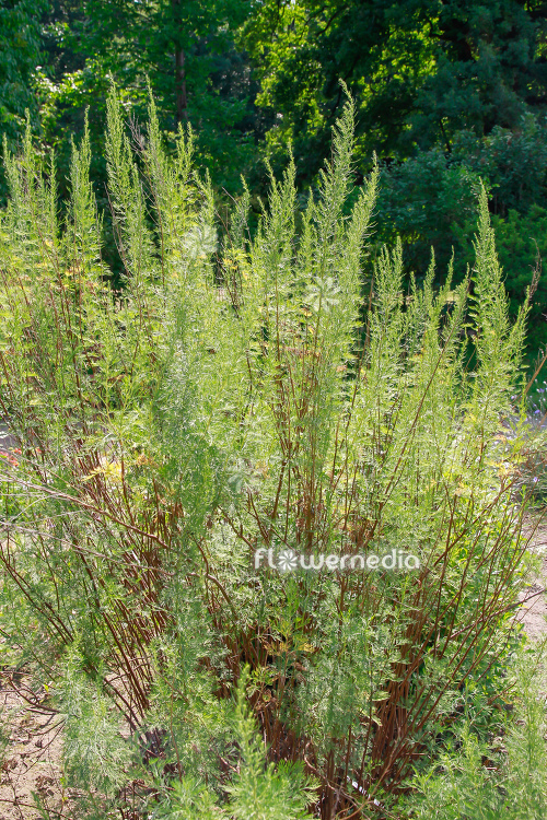 Artemisia abrotanum ssp. - Tree southernwood (112778)