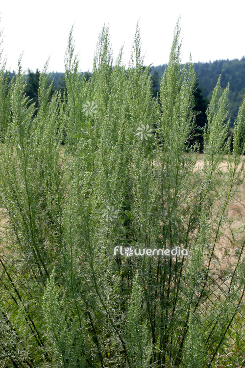 Artemisia abrotanum ssp. - Tree southernwood (112779)