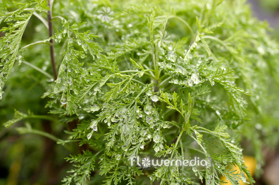 Artemisia abrotanum ssp. - Tree southernwood (112781)