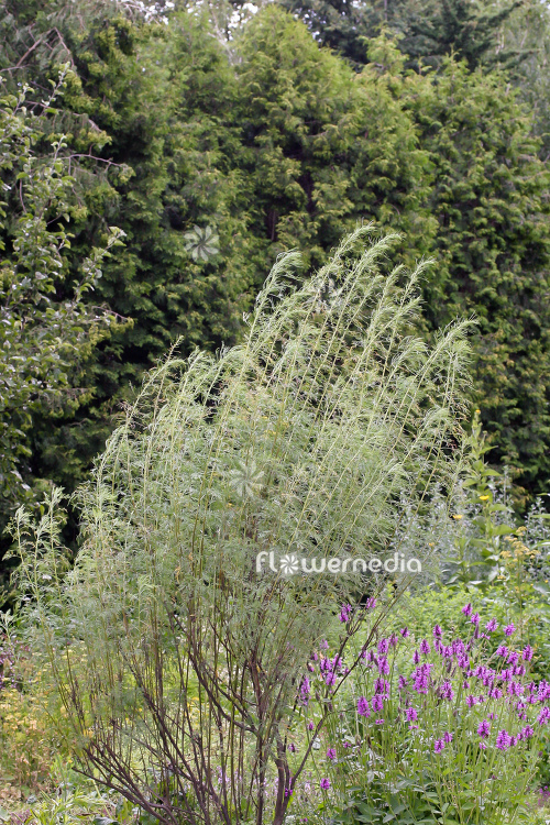 Artemisia abrotanum ssp. - Tree southernwood (112782)