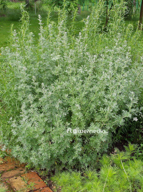 Artemisia absinthium - Wormwood (100327)