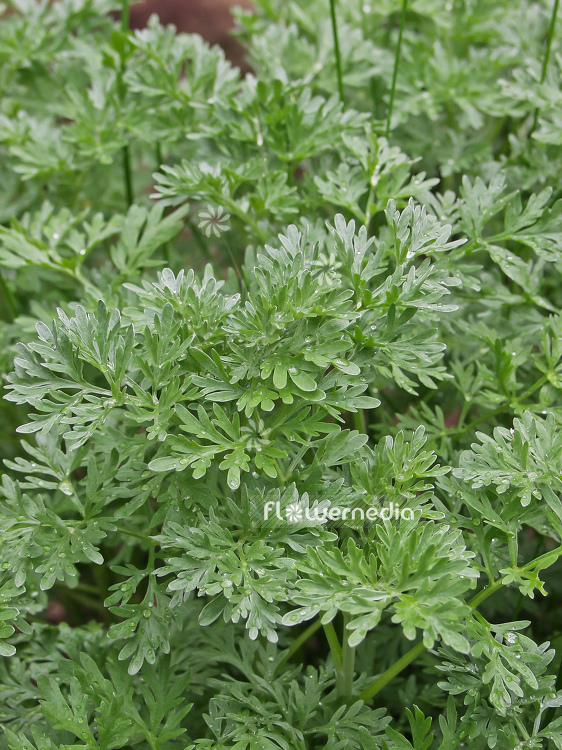 Artemisia absinthium - Wormwood (100328)