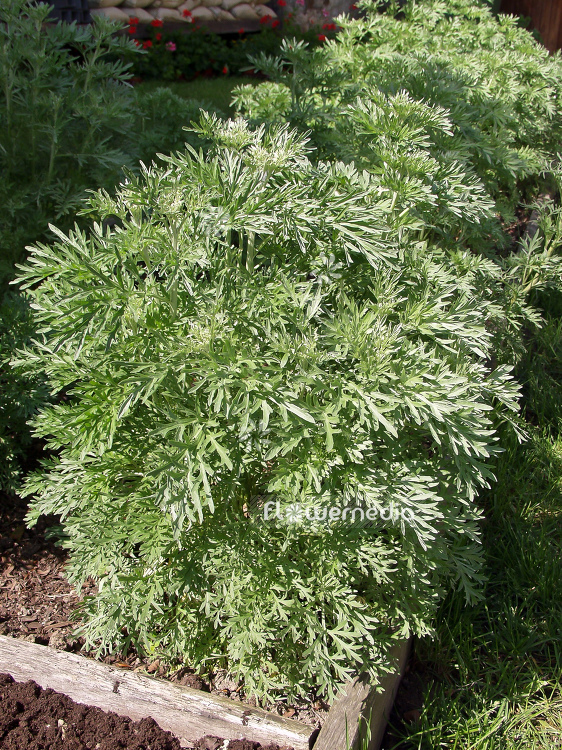 Artemisia absinthium - Wormwood (100329)